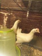 kippen, Dieren en Toebehoren, Mannelijk, Kip