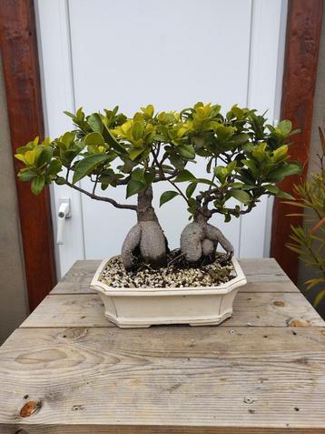 Ficus bonsai  beschikbaar voor biedingen