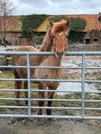 Lieve Ijslandse merrie zoekt weide/stall!