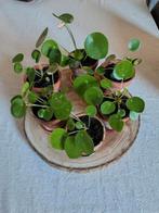 pannenkoekenplanten, Ophalen