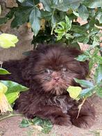Shih Tzu pups, Dieren en Toebehoren, Honden | Chihuahua's en Gezelschapshonden, België, Overige rassen, CDV (hondenziekte), 8 tot 15 weken