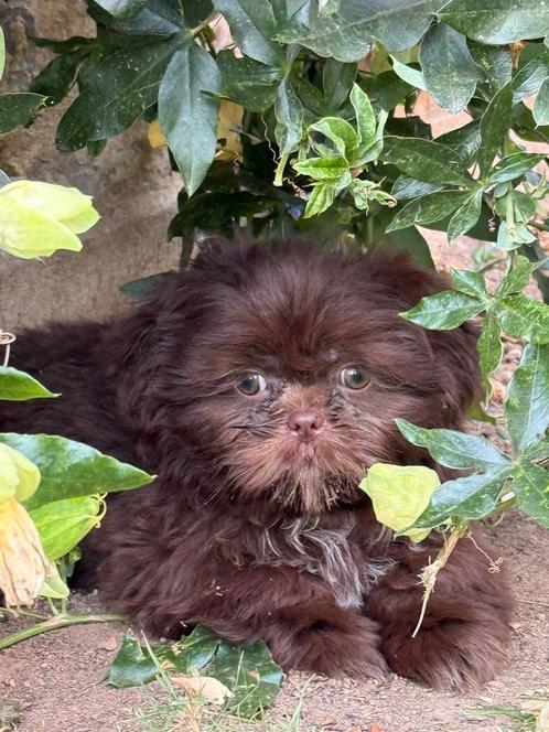 Shih Tzu pups, Dieren en Toebehoren, Honden | Chihuahua's en Gezelschapshonden, Meerdere dieren, Overige rassen, Fokker | Professioneel