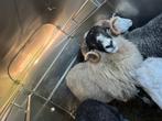 scottish black face ram, Dieren en Toebehoren, Mannelijk, Schaap, 0 tot 2 jaar
