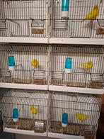 Kanaries 2025 ingeënt tegen de pokken., Dieren en Toebehoren, Vogels | Parkieten en Papegaaien