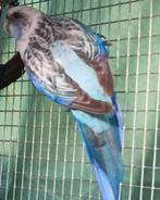 Rosella koppel, Animaux & Accessoires, Oiseaux | Perruches & Perroquets, Bagué