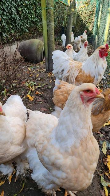 Broedeieren Brahma lemon pyle raszuiver beschikbaar voor biedingen