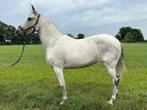 Zeer lieve merrie, Dieren en Toebehoren, Paarden, Minder dan 160 cm, Zadelmak, 7 tot 10 jaar, Recreatiepaard