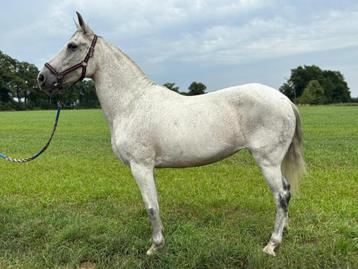 Zeer lieve merrie, Vermifugé, Débourré, Moins de 160 cm, Cheval de récréation
