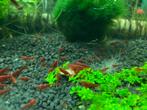 Bloody mary garnalen, Dieren en Toebehoren