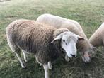 Franse texel dekbokken ( Jan 2025, 60 kg ), Dieren en Toebehoren, Schapen, Geiten en Varkens, Mannelijk, Schaap, 0 tot 2 jaar