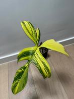 Philodendron Florida Beauty XL, Huis en Inrichting, Ophalen of Verzenden