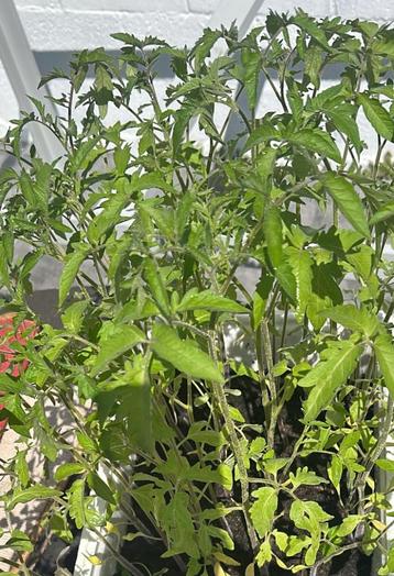 Plant de tomate, Enlèvement, Été, Plein soleil