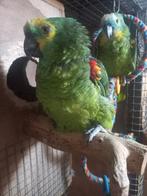 couple amazone front bleu, Dieren en Toebehoren, Vogels | Parkieten en Papegaaien, Vrouwelijk