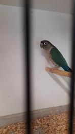 Pyrrhura 2025, Dieren en Toebehoren, Geringd