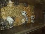 Russische dwerghamsters, Hamster, Plusieurs animaux