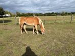 4 jarige haflingermerrie, Dieren en Toebehoren, Paarden, Merrie, Minder dan 160 cm, Gechipt, 3 tot 6 jaar