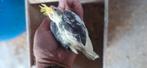 Baby valkparkieten, Dieren en Toebehoren, Vogels | Parkieten en Papegaaien, Tam