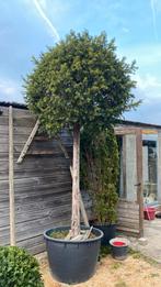 Taxus, Tuin en Terras, Planten | Bomen, Ophalen