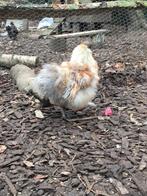 Zijdehoen haan, Dieren en Toebehoren, Pluimvee