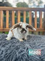 TER ADOPTIE : asiel konijntjes