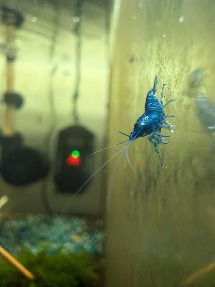 Blue sapphire neocaridina, Dieren en Toebehoren, Vissen | Aquariumvissen, Zoetwatervis, Kreeft, Krab of Garnaal, Schoolvis