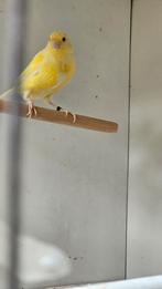 Waterslager x kanarie, Dieren en Toebehoren