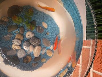 Poisson rouge, Poisson, Poisson d'eau douce