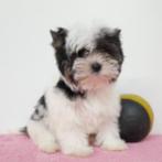 Mini Biewer Yorkshire Terriër - pups te koop (Belgisch), CDV (hondenziekte), Meerdere, 8 tot 15 weken, Meerdere dieren