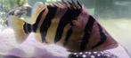 Datniodes tijgerbaars 35 cm, Animaux & Accessoires, Poissons | Poissons d'aquarium, Poisson, Poisson d'eau douce