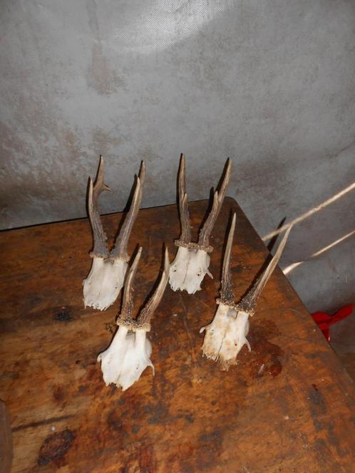 reeëngeweitjes, Verzamelen, Dierenverzamelingen, Gebruikt, Gewei of Kop, Wild dier, Ophalen of Verzenden