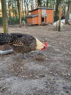 Trio brakel, Dieren en Toebehoren, Pluimvee, Meerdere dieren, Kip