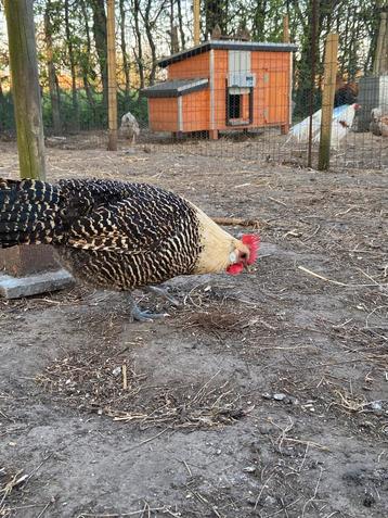 Trio brakel beschikbaar voor biedingen