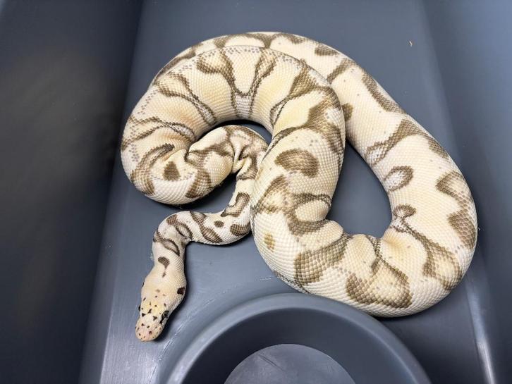 Koningspythons + Fb racks, Dieren en Toebehoren, Reptielen en Amfibieën, Slang, Tam