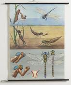 Oude schoolplaat van libelle, Natuur en Biologie, Ophalen of Verzenden