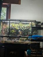 Azarrus costa rica 0.0.x dispo 35€, Dieren en Toebehoren, Ophalen, Zo goed als nieuw