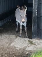 Ezel veulen (hengst), Dieren en Toebehoren, April, Mannelijk