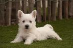 Prachtige West highland white terriër pups (westie, westy), Dieren en Toebehoren, Honden | Jack Russells en Terriërs, België, Overige rassen