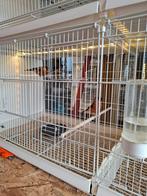 Europese (kleine) goudvinken, Dieren en Toebehoren, Mannelijk, Wildzangvogel, Geringd