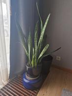 Sansevieria Zeylanica, Huis en Inrichting, Kamerplanten, Ophalen