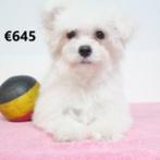 Maltezer - teefjes - Belgische pups te koop, CDV (hondenziekte), Meerdere, Maltezer, Teef