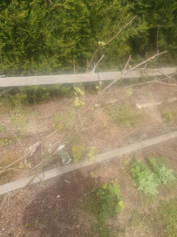 Struiken druiven, Tuin en Terras, Ophalen of Verzenden