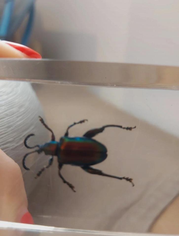 Superbe bloc de résine avec insecte, Collections, Collections Animaux, Neuf, Autres types, Insecte, Enlèvement ou Envoi