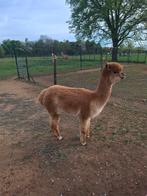 Merrie te koop