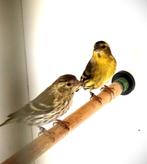 Koppel sijzen eigen kweek 2025., Dieren en Toebehoren, Vogels | Overige Vogels, Meerdere dieren, Wildzangvogel, Geringd