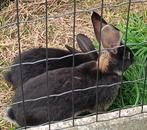 Duitsereus zwart otter rammetje, Dieren en Toebehoren, Mannelijk, Groot, 0 tot 2 jaar