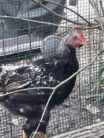 prachtige jonge hanen uit natuurbroed