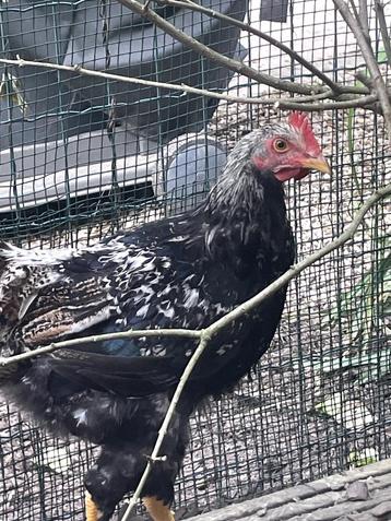 prachtige jonge hanen uit natuurbroed beschikbaar voor biedingen