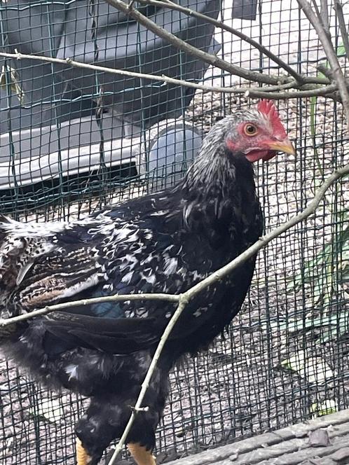 prachtige jonge hanen uit natuurbroed, Dieren en Toebehoren, Pluimvee