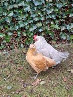 2 poules bassette liégeoise (Bassette liégeoise), Femelle