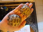 2 jonge Russische schildpadjes (6 maand oud), Dieren en Toebehoren, Reptielen en Amfibieën, 0 tot 2 jaar, Schildpad, Met terrarium